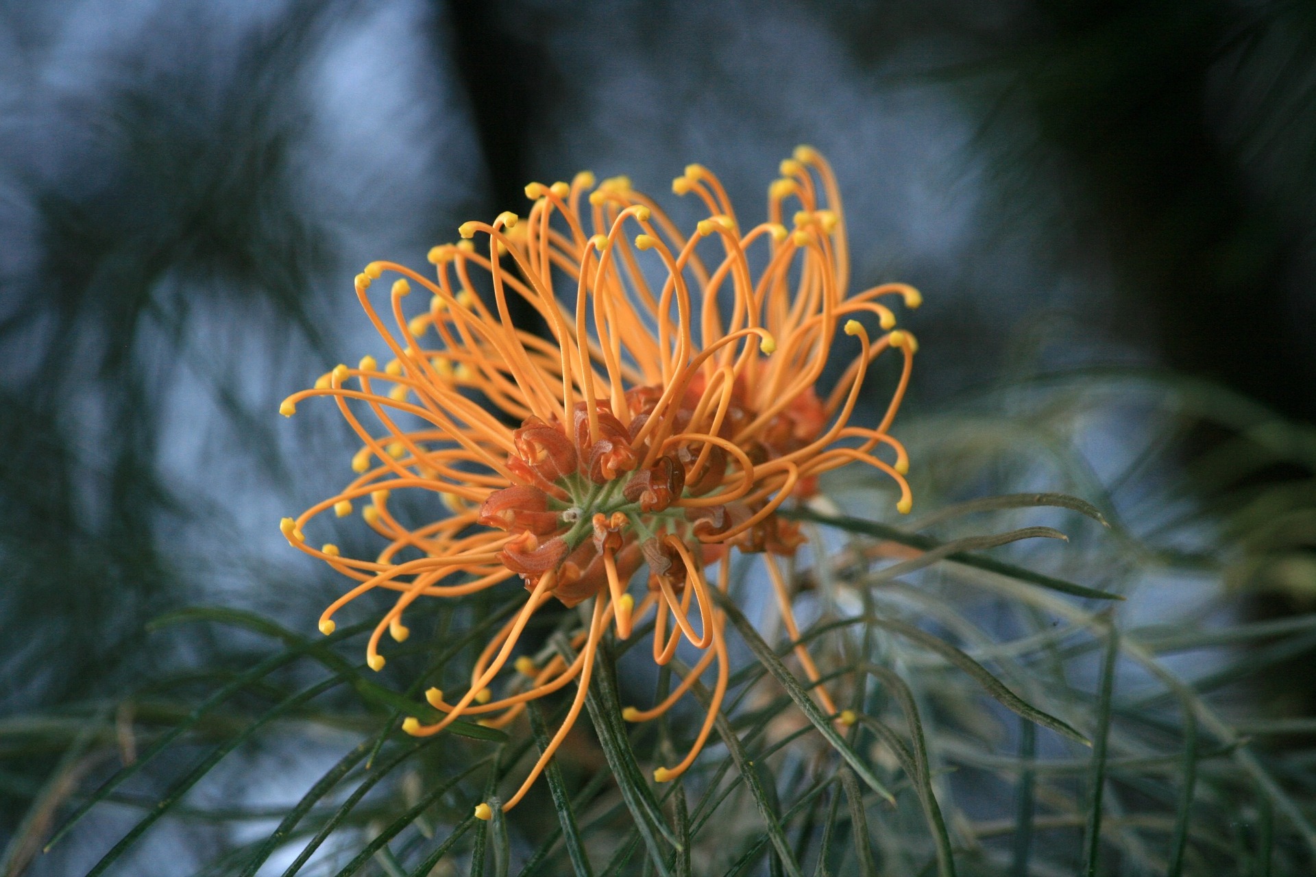 AustralianBush